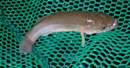 Bull minnows bait