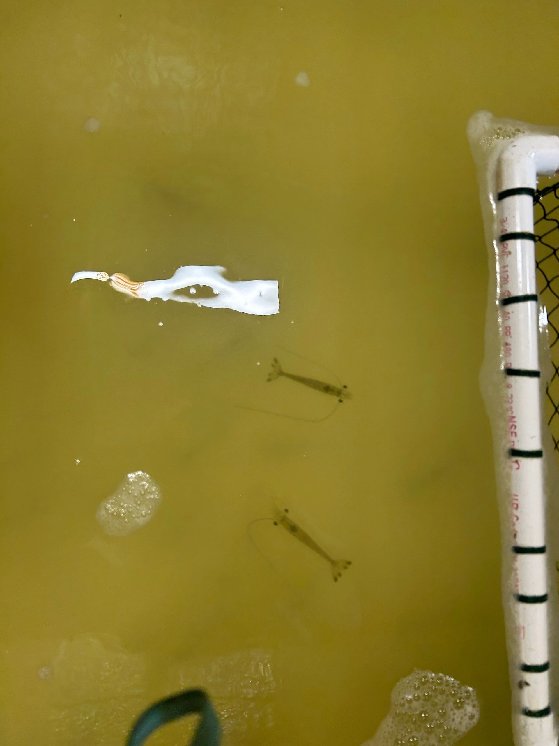 Live shrimp bait