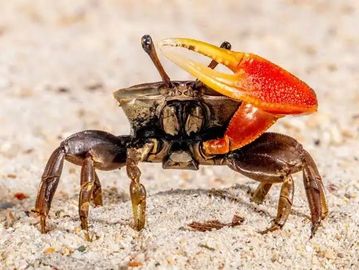 Fiddler crab bait